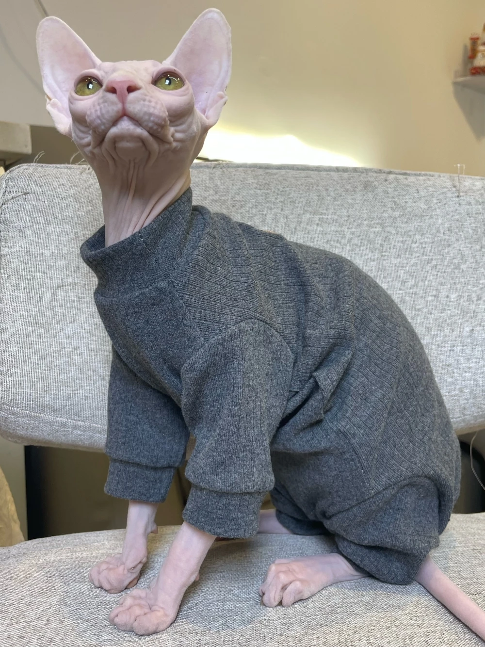 Dark Grey Elestic Cotton Jumpsuit for Hairless Cat Thick Soft Coat for Sphynx Cat Spring Loungewear For Kittens Dogs Pet Costume