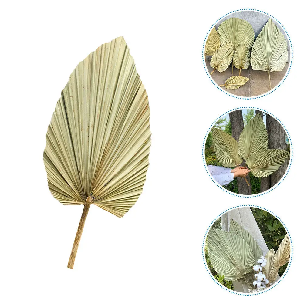 1Pcs Natural Dried Palm Leaf Decor Olive Decorative Green Leaf Wedding Party Bedroom Living Room Display