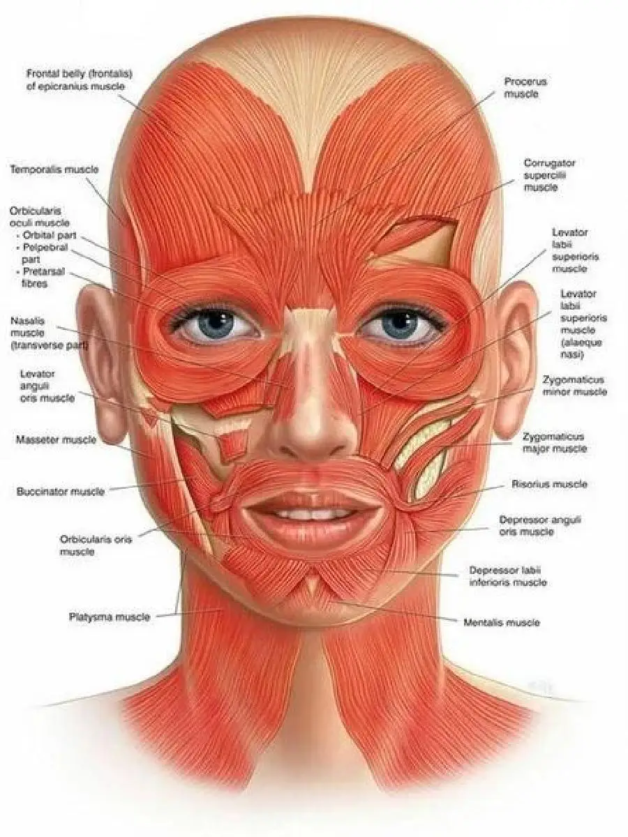 Anatomical Face Poster for Medical Study  Facial Muscles Veins  Skin Structure  Educational Canvas Wall Art for Beauty  Massage