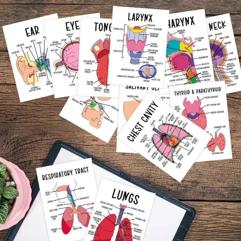 Y5LB Human Anatomy Flash Cards with Illustrated and Labeled Organs
