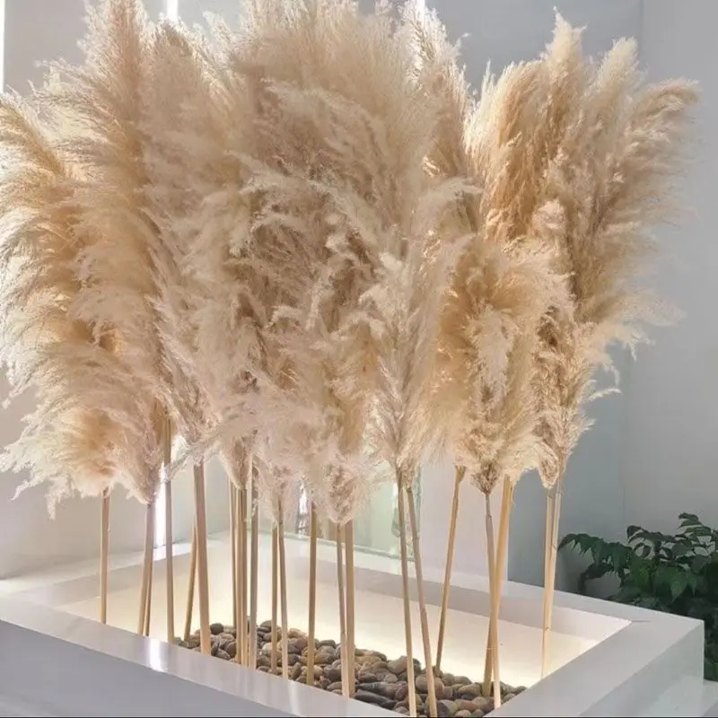 80-120cm Pampas Grass Extra Large Natural White Grey Dried Flower Bouquet Fluffy for Home Boho Decor Wedding Flower Decoration