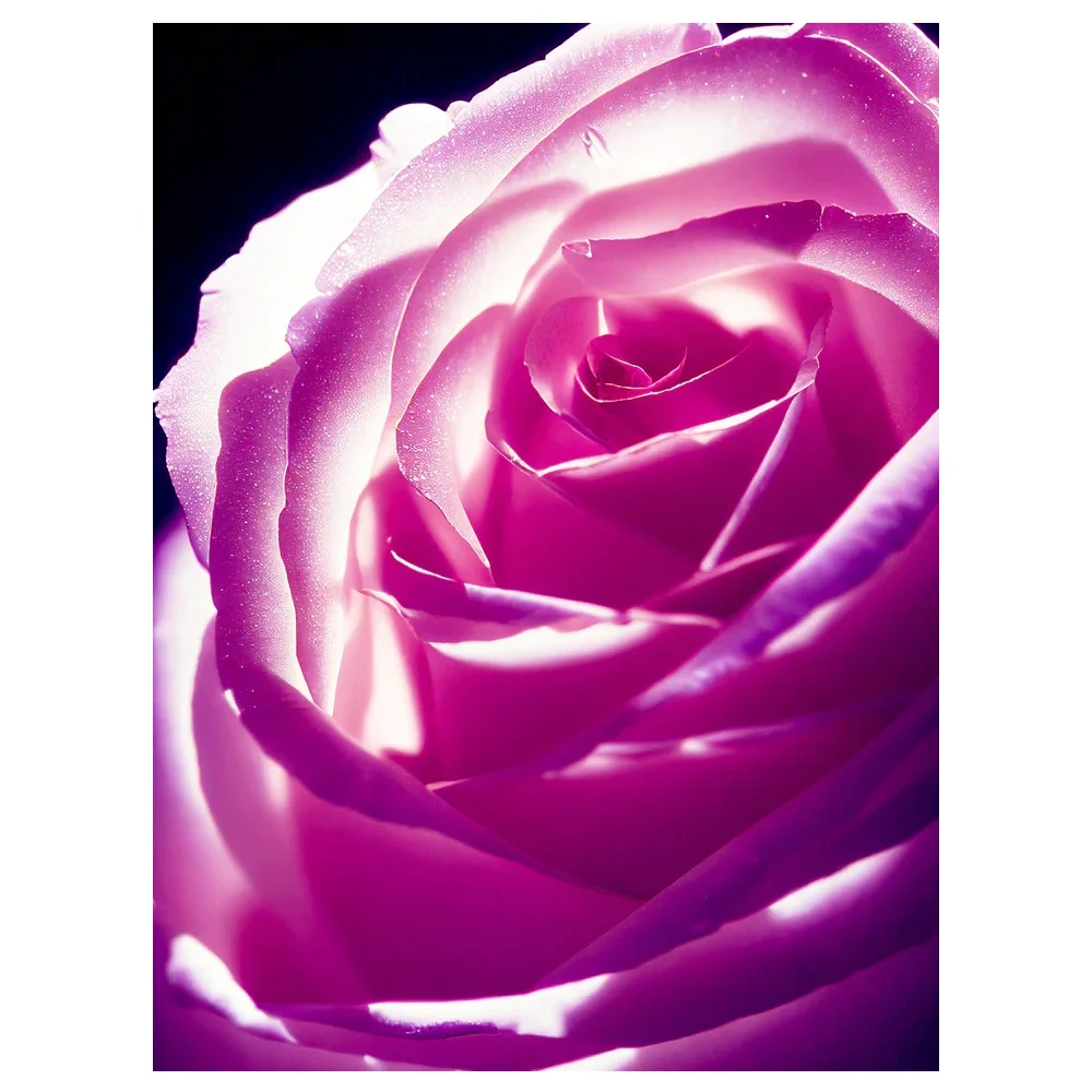 

5D Hot Sale Diamond Painting New product handwork DIY Beautiful Pink Rose Cross stitch Living Room and Bedroom Decorative Gift