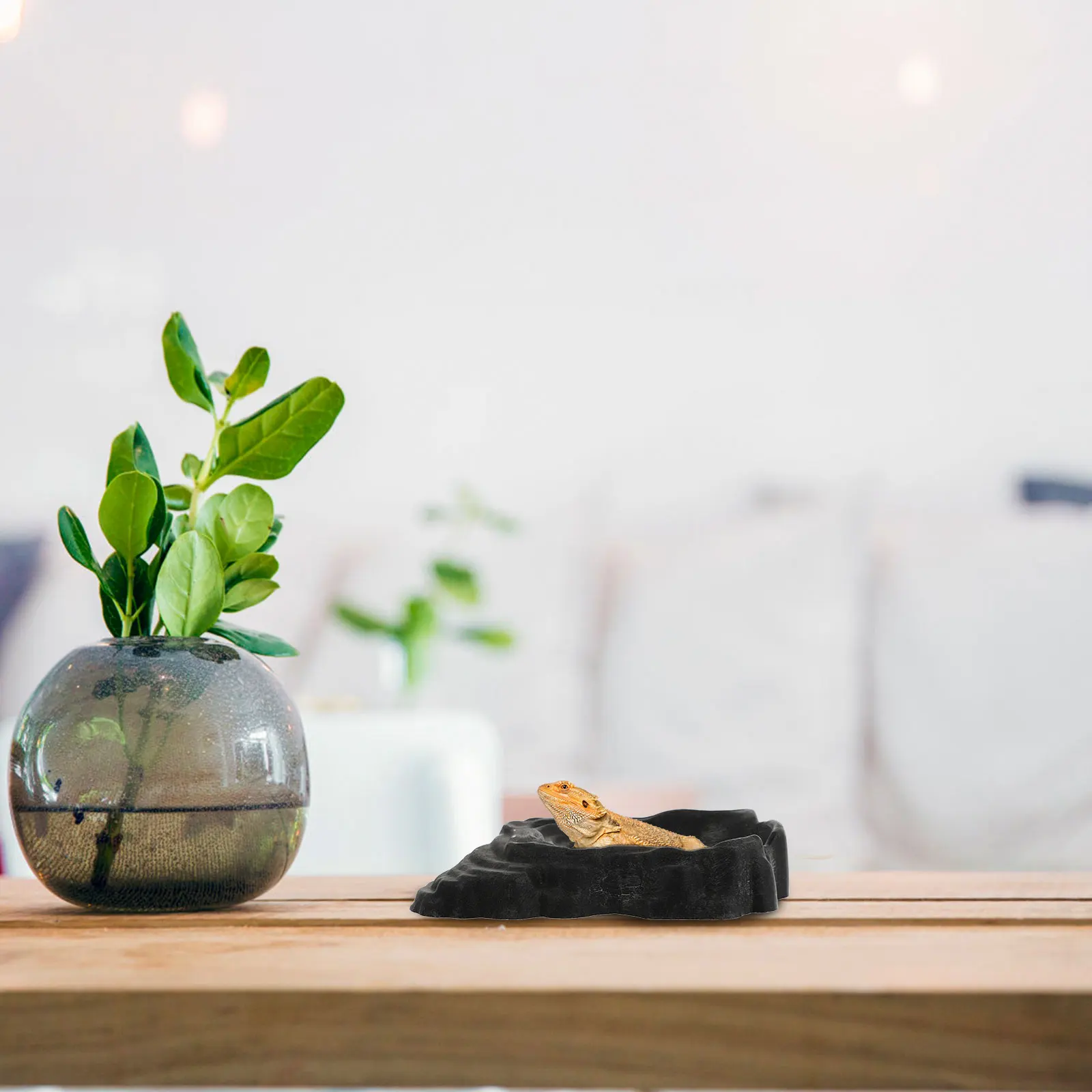 

Reptile Feeder Large Capacity Food Water Dish For Reptiles Worm Spider Lizard Tool Safe Pet High Hardness Corrosion Resistant