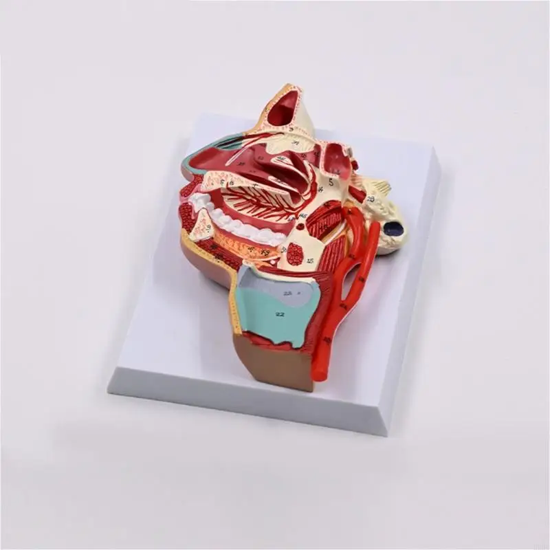 E8BE Human Nasal Cavity Throat Anatomical Model Teaching Aid Human Orals Cavity Model Nose Throat Model Teaching Supplies