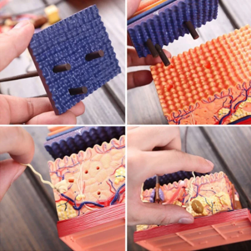 Human Skin Model Detachable DIY Assembling Anatomical Model 4D MASTER Human Skin Structure Model 19 PCS Teaching Tool Supplies