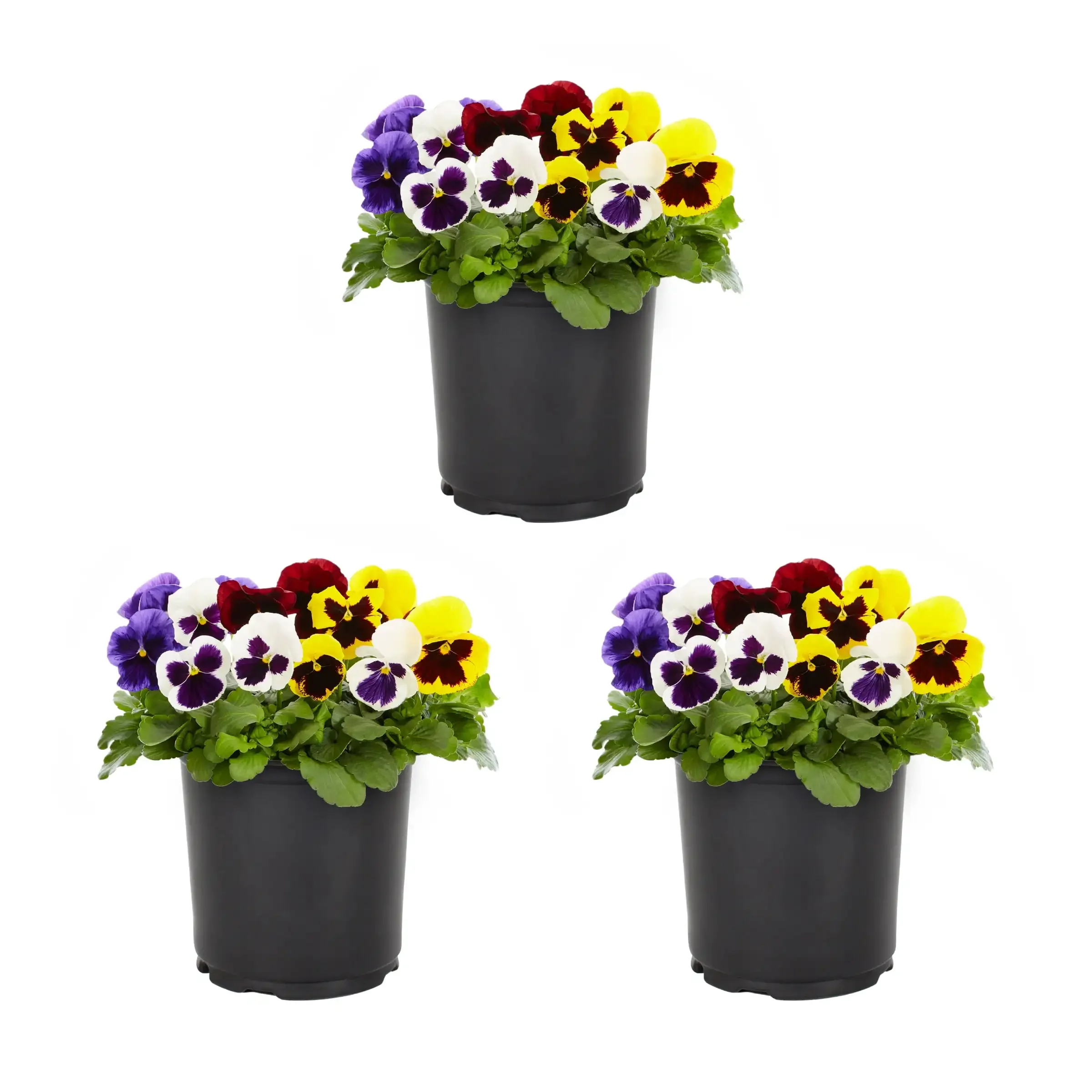 2.5QT Multicolor Blotch Mix Pansy Live Plants (3 Count) with Grower Pots cute flower pot  pots for plants  planter