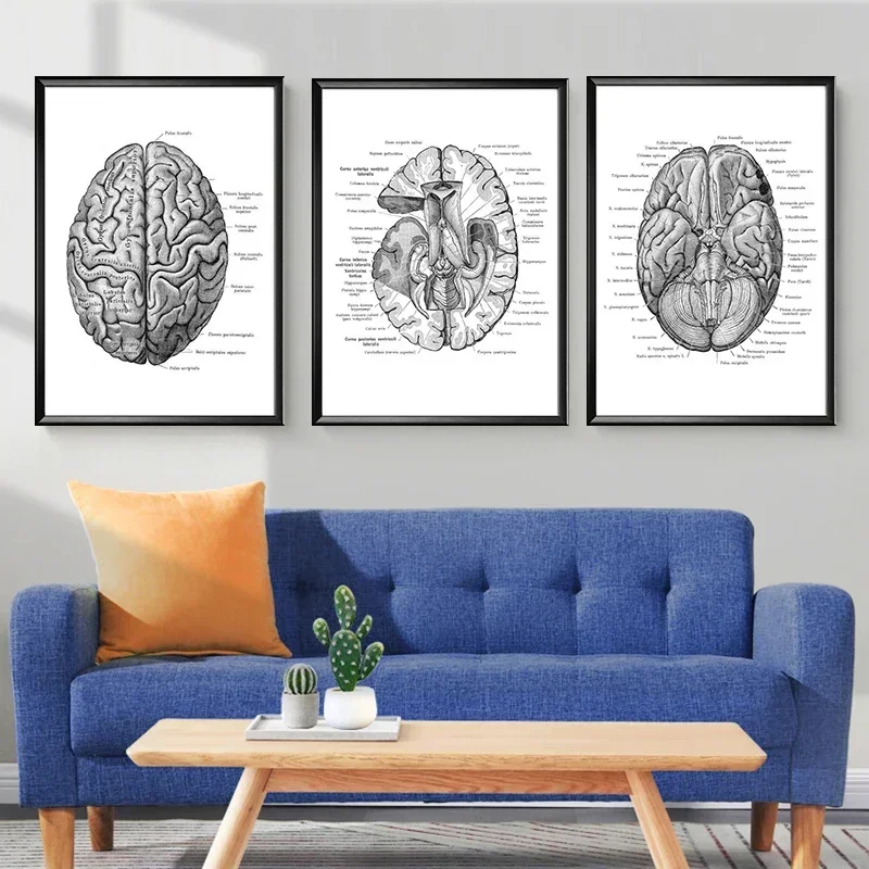 Canvas Paintings Anatomical Brain Structure Posters Art Wall Medical Antique Anatomy Print Cardiologist Home Clinic Decoration