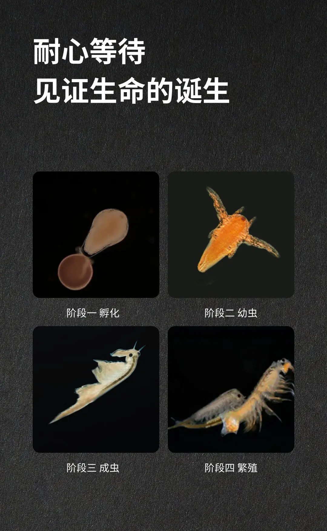 1 pçs verde aquadragons aqua dragões pequeno dragão do mar biológico incubação brinquedo experimental aquadragon brinquedos conjunto para crianças novo