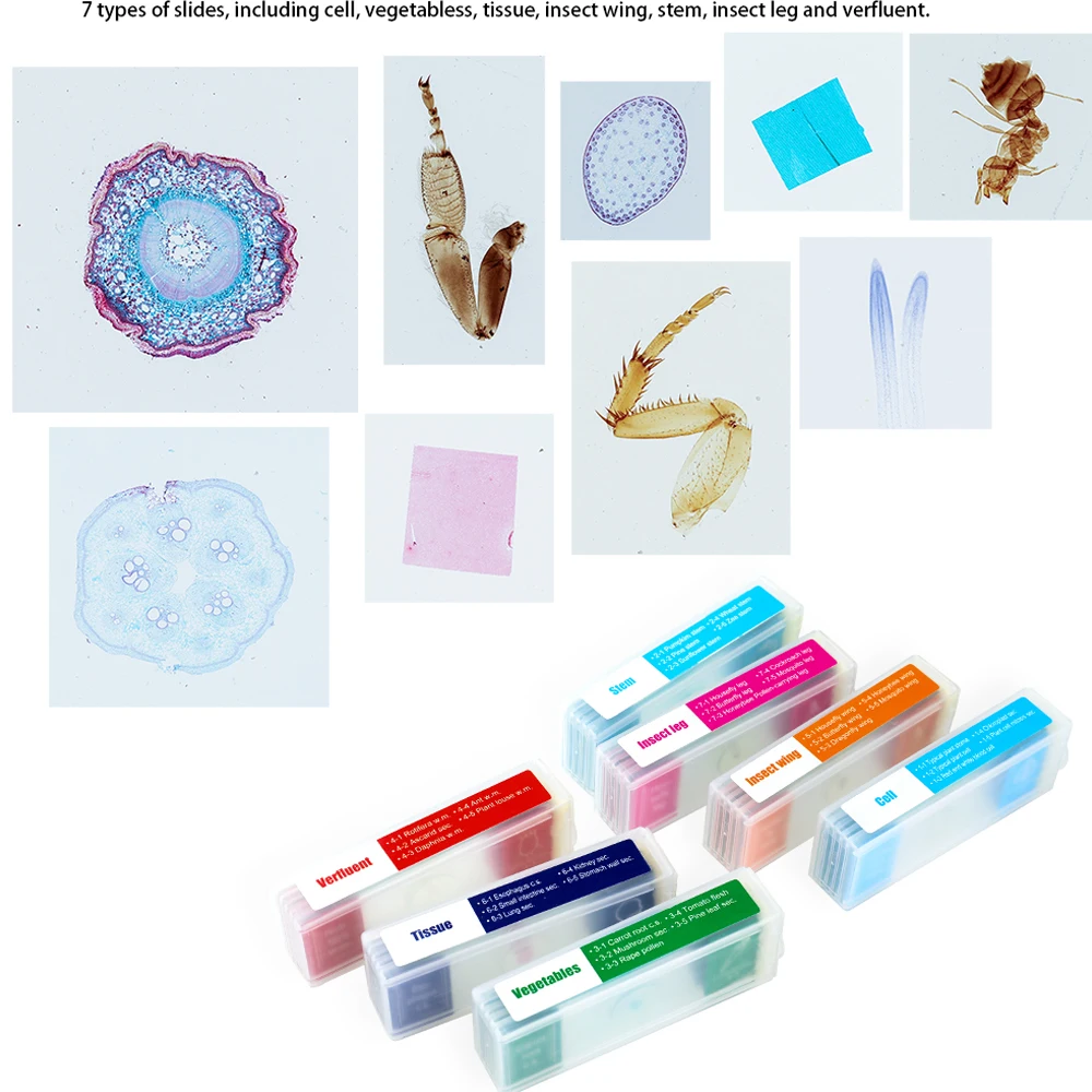 50-1000X مجهر ميكروسكوبيو، 35 قطعة من عينات المجهر الملونة شرائح العينات البيولوجية الهدايا الثانوية الأساسية #6