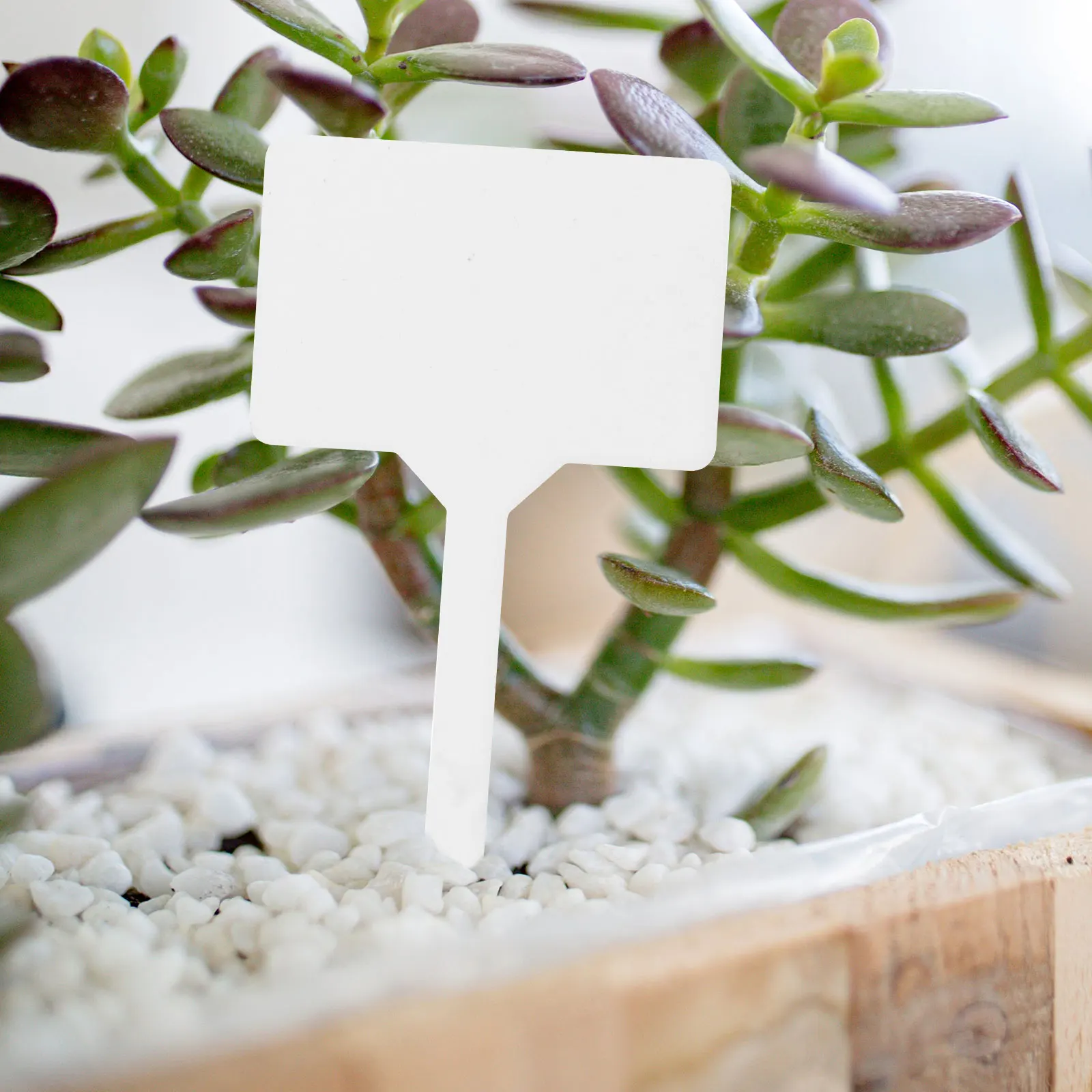 

50pcs Thick T Shaped Plant Labels for Flower Pots Gardens Easy Insert Soil Lightweight Portable Garden Marker DIY Home Decor