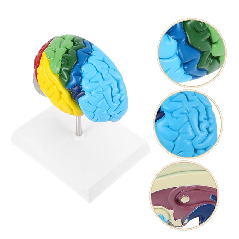 Colorful Half Brain Anatomy Model Anatomical Human Brain Model Medical Teaching Tool
