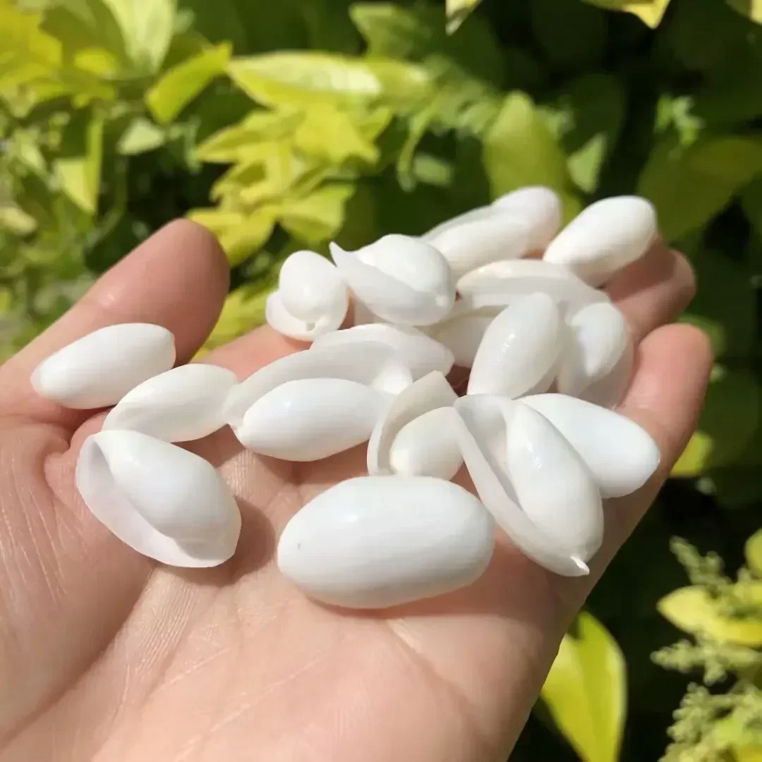 Mini espécimen blanco de concha Natural de 3 piezas, pecera de caracol, decoración de Acuario, botella de derrape, pintura, material DIY