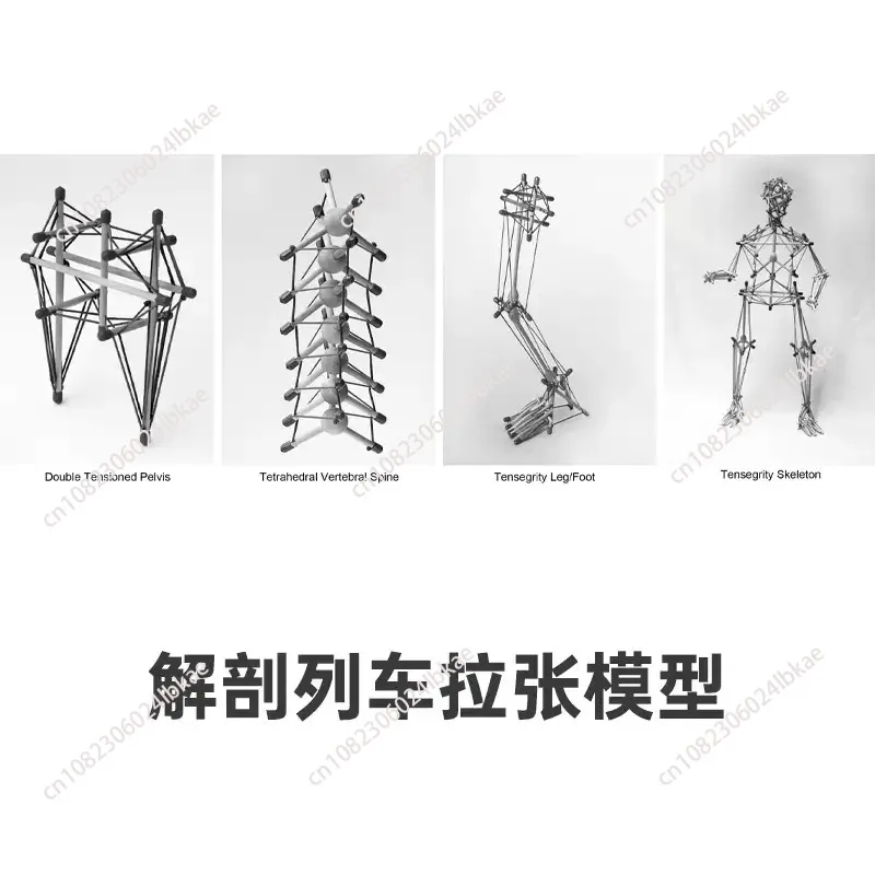 For Pelvic Tension Model Structure Rehabilitation Fascia Tensioning Teaching Aids Anatomy Trains Structural Integration 1 piece