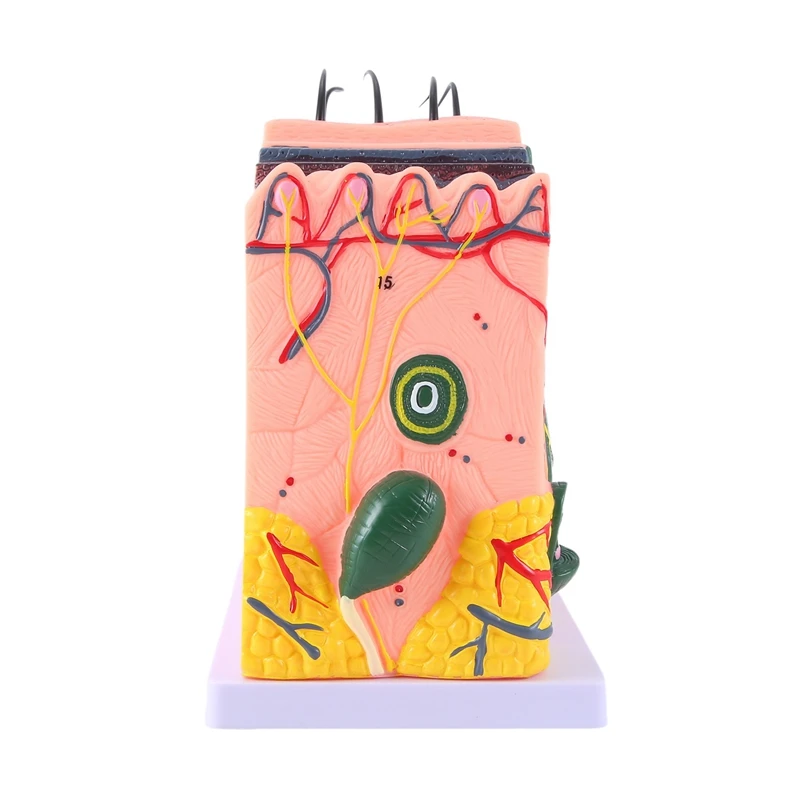 1 Stuk Huidmodel Huid Haarstructuur Vergroot Model Anatomie Model Zoals Getoond Pvc Voor Klassikaal Leren Display Onderwijs