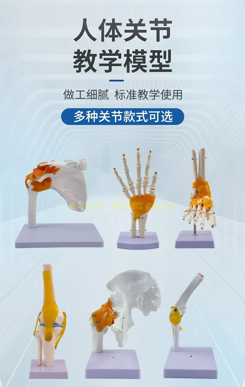

Knee joint, shoulder and elbow, hip and hand joint, foot joint attachment ligament model, human six functional joint model