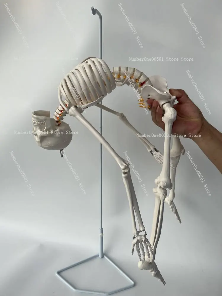 modello-di-scheletro-umano-da-85-cm-con-nervi-spinali-colonna-vertebrale-flessibile-arti-staccabili-scheletro-anatomico-per-l'insegnamento
