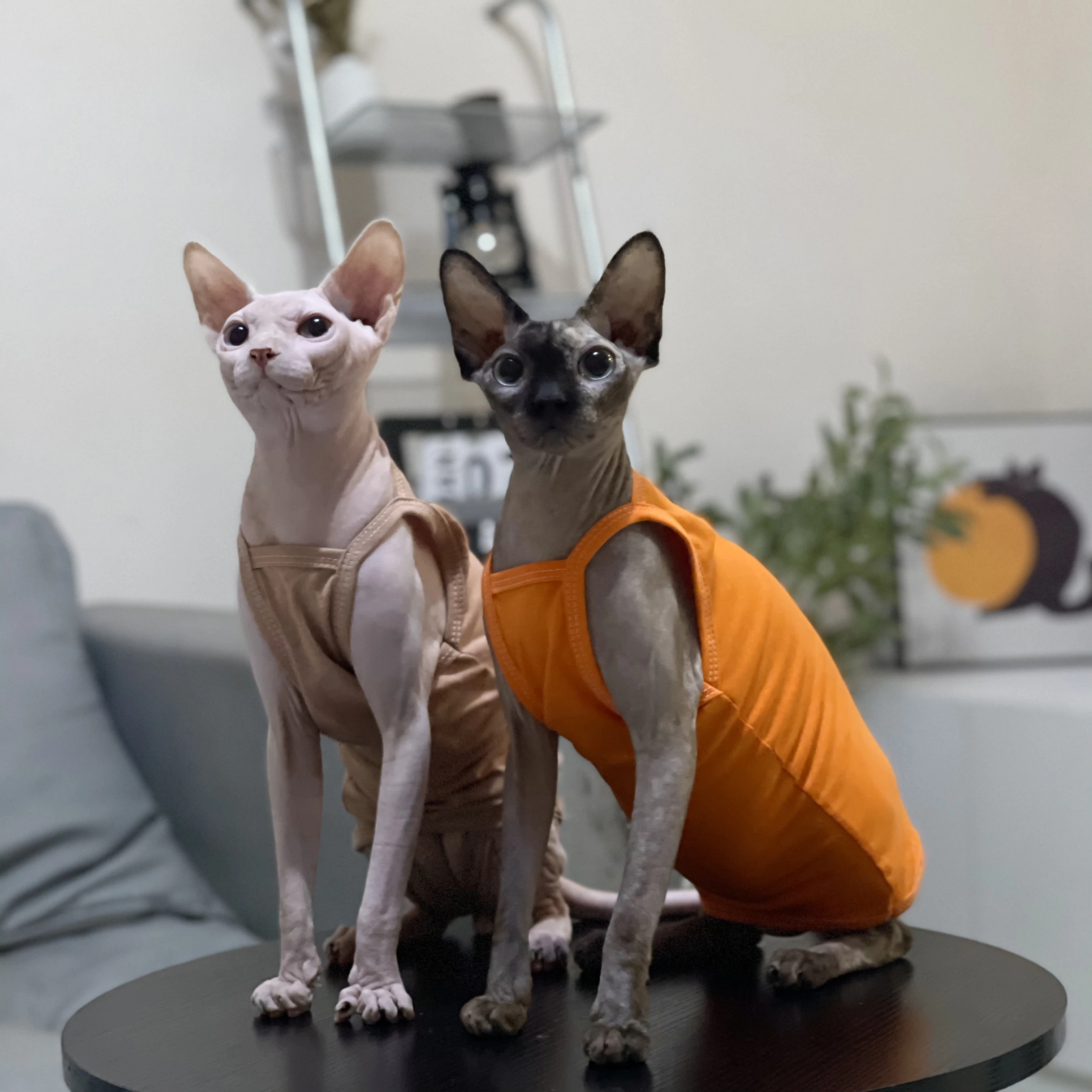 Multicolor Sphynx Pet Cat Clothes Cotton Kittens Outfits For Sphinx Breathable Cats Camisole Soft Devon Rex Clothing Kitten Vest