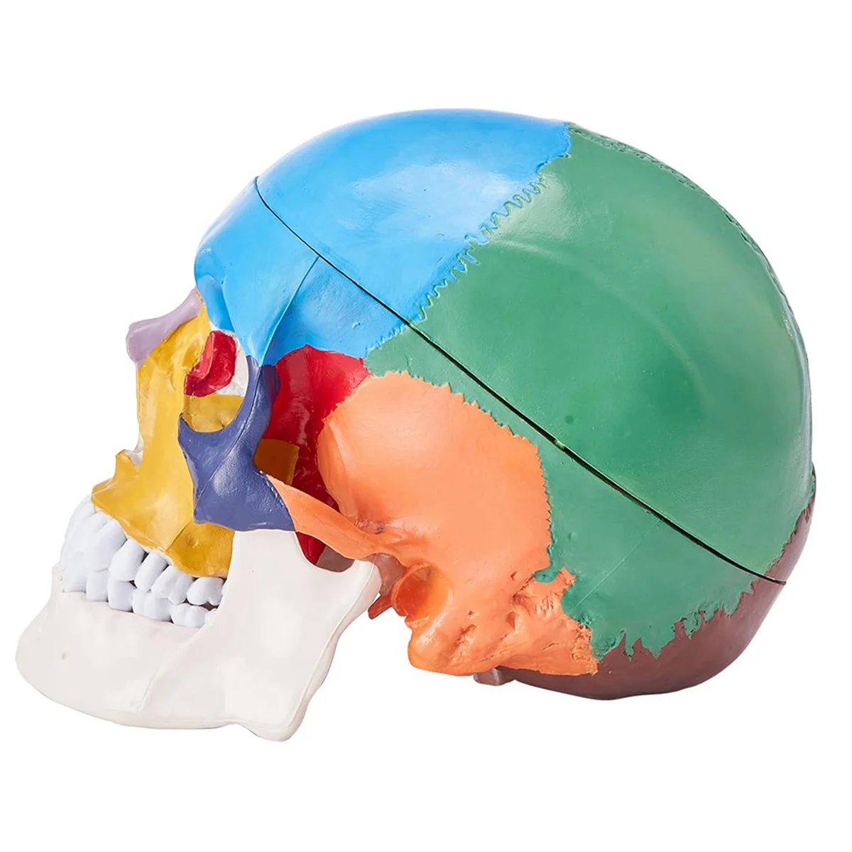 Human Skull Model, Life-Size Painted Anatomy Skull Model, PVC Anatomical Skull B