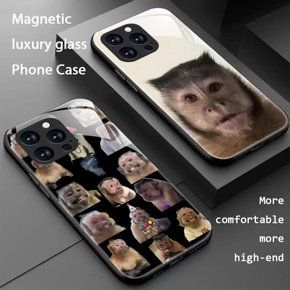 Capuchin Funny Hot … - image