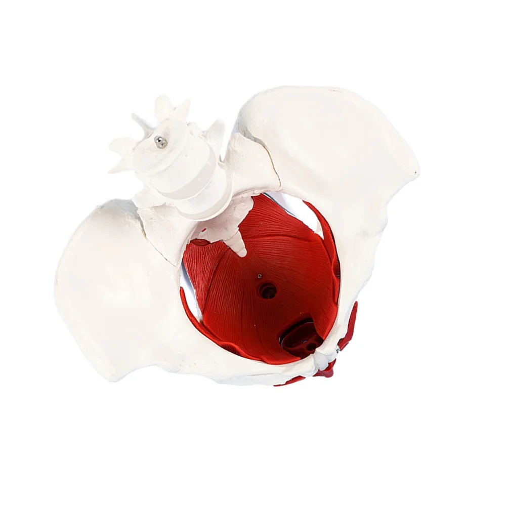 Model Medical Teaching Aid Pelvic Muscle Anatomical Display Pelvis for Learning Female PVC