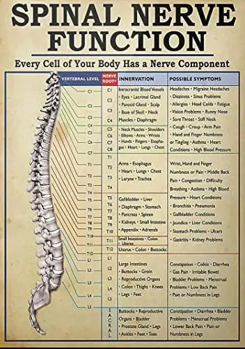 Funny Retro Metal Tin Sign Spinal Nerve Function Poster Poster Spinal Nerve Function Chart Root Chart Chiropractic Rustic Home D