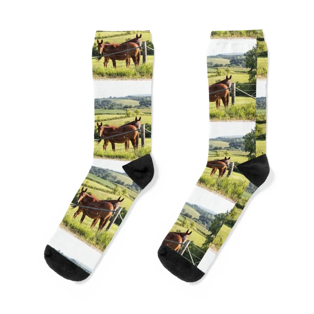 

Two Mules Grazing In Iowa Socks fashionable Wholesale golf custom sports Women's Socks Men's