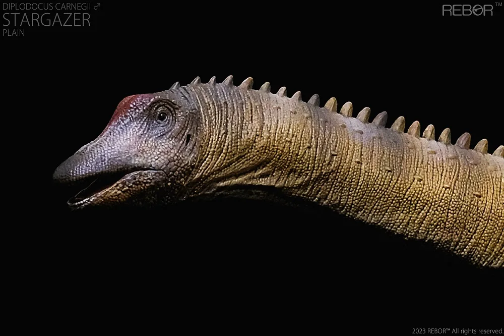 1:35 REBOR Mâle Diplodocus carnegii "Stargazer" Classe de musée Réplique Plain Ver. Jouet modèle dinosaure