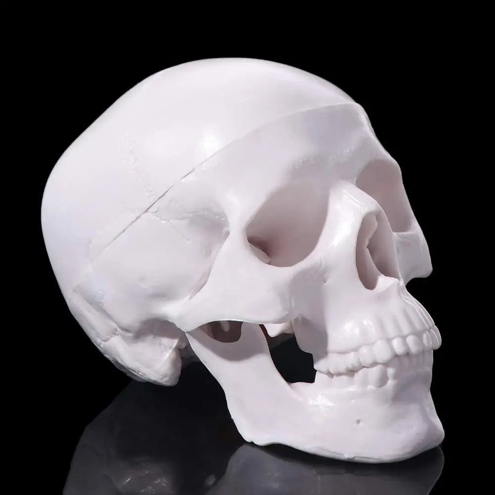 Fine Arts Removable Skull Model Skull Cap Studying Human Head Model Mini Resin Anatomical Head Skull Teaching Supplies