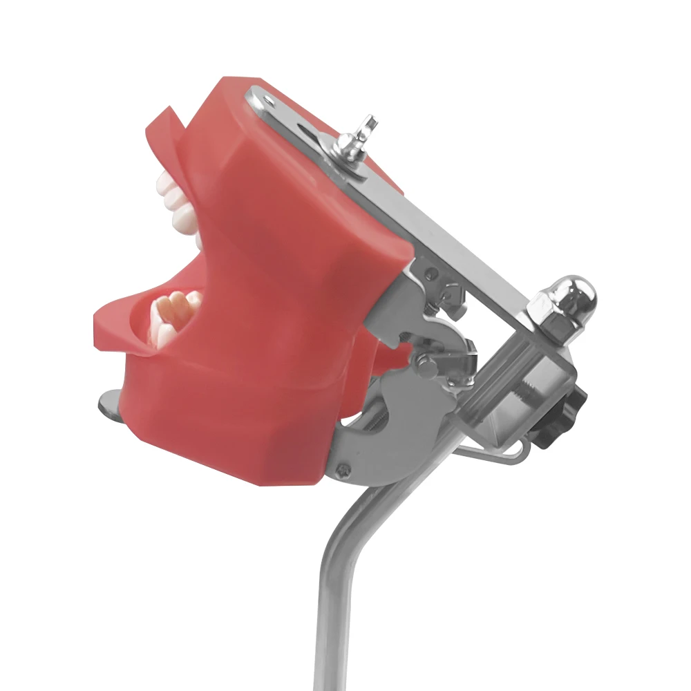 

Модель стоматологического тренажера с простой головкой и зубами, эксперимент для обучения зубам, практика стоматолога, модель зуба из смолы 28, стоматологическое оборудование