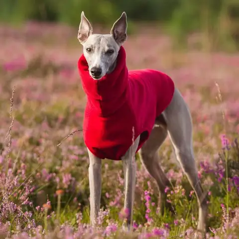 겨울 양털 Whippet 조끼 이탈리아 그레이하운드 옷 터틀넥 개 옷 부드러운 양털 옷