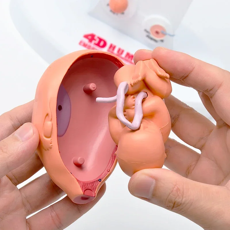 4D  puzzle building toy human fetal growth organ anatomy model for medical teaching