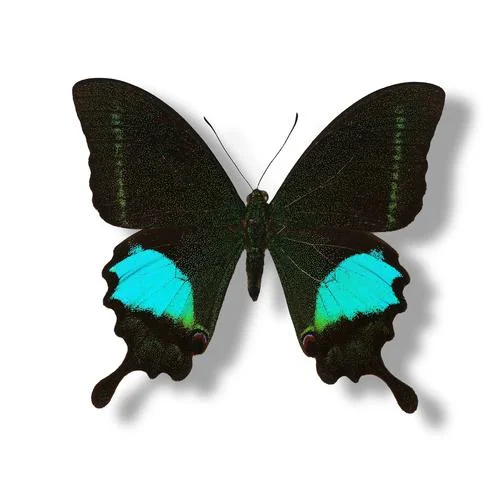 4-10 pcs Real Natural butterfly specimens （Papilio paris）