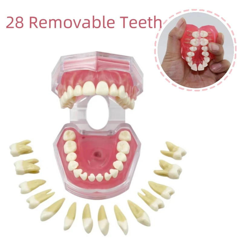 Dental Standard Typodont Model Soft Gum With 28 Removable Teeth Soft Gum For Dentist Teaching Research Communication PraticeDemo