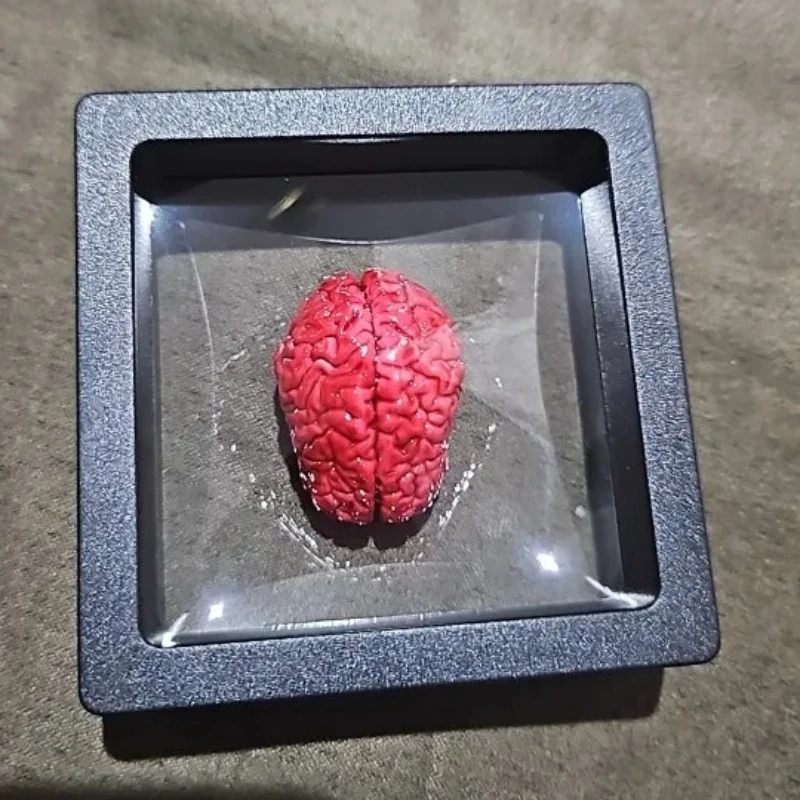 Miniature Resin Heart Brain Model Glass Jar Specimen Ornament Simulation Organ Desk Decor Gift