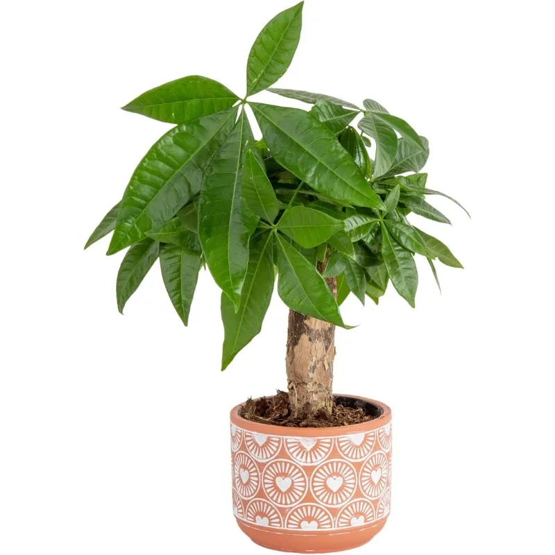 

Money Tree Live Plant | 12-16 Inches Tall Bonsai | Easy to Grow Indoor Houseplant in Plant Pot | Home, Office, or Ro