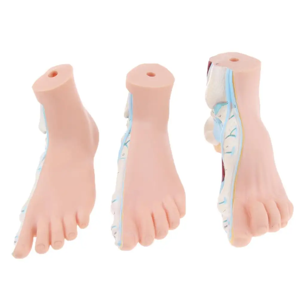 3 Stk. Human Foot Model Arched Normal Flat Foot Model Anatomical