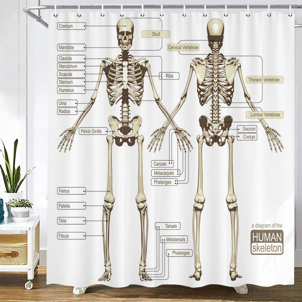 

Medicine Human Body Structure Chart Pattern Bath Shower Curtain Waterproof Decoration Shower Curtains With Hooks Bathroom Screen