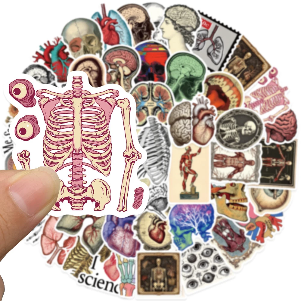 

10/30/50pcs Vintage Human Anatomy Physiology Stickers Cartoon Skull Skeleton Decals Luggage Notebook Phone Sticker Decoration