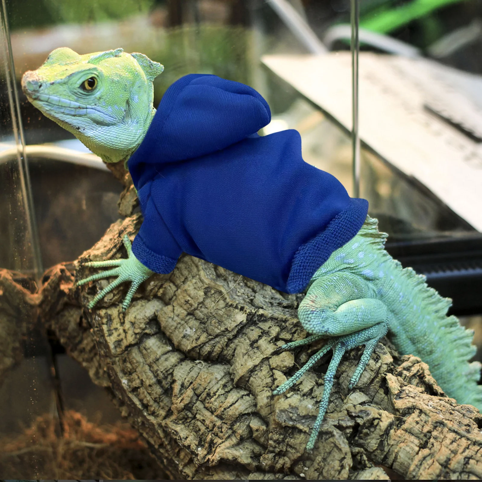 ملابس السحلية للحيوانات الأليفة، سترة تنين ملتحية، تصميم تحويل فريد من نوعه، سهل الجفاف، حركة طبيعية غير محدودة #5