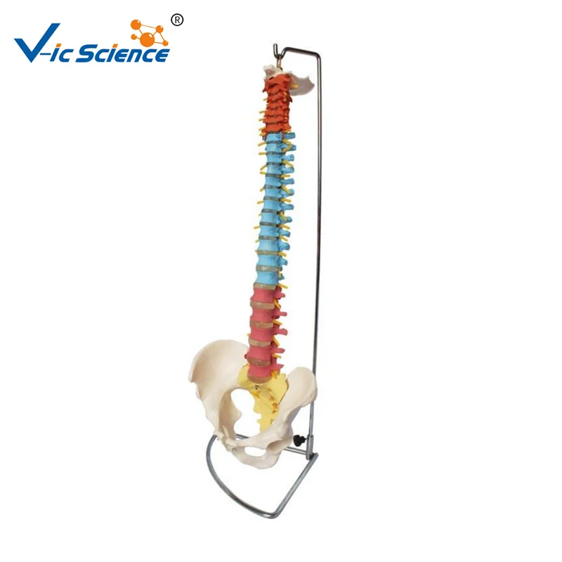 

Human Spine Model Didactic Vertebral Column with Pelvis