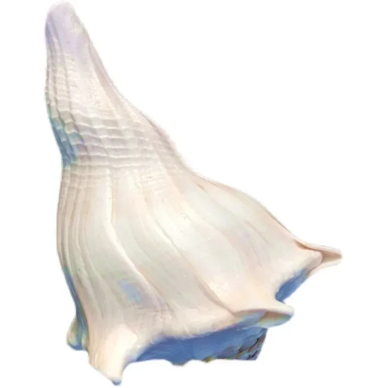 Natural Conch Shell Conch Fish Tank Ornaments Special Conch for Collection view 5