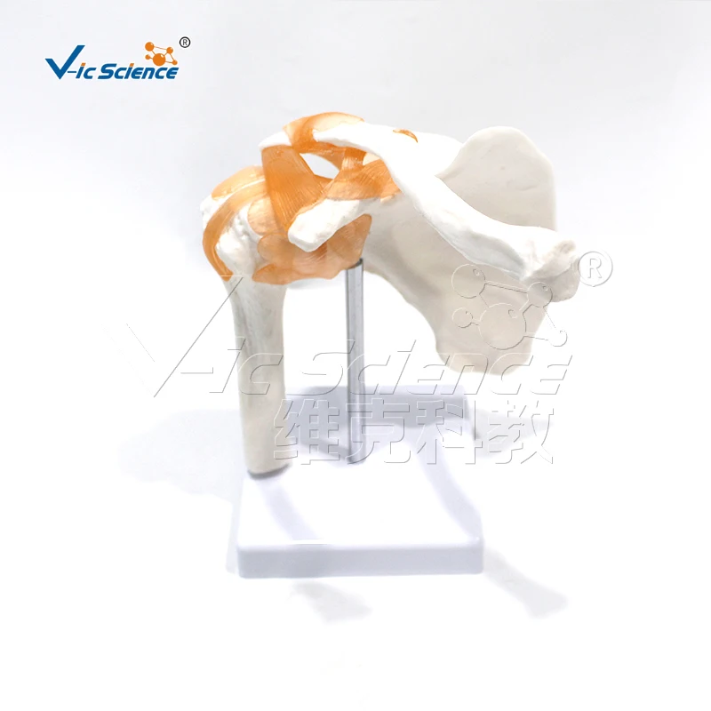 نموذج تشريحي مشترك الكتف PVC عالي الجودة بالحجم الطبيعي مع أربطة لتعليم العلوم الطبية والمدارس المدارس الطبية