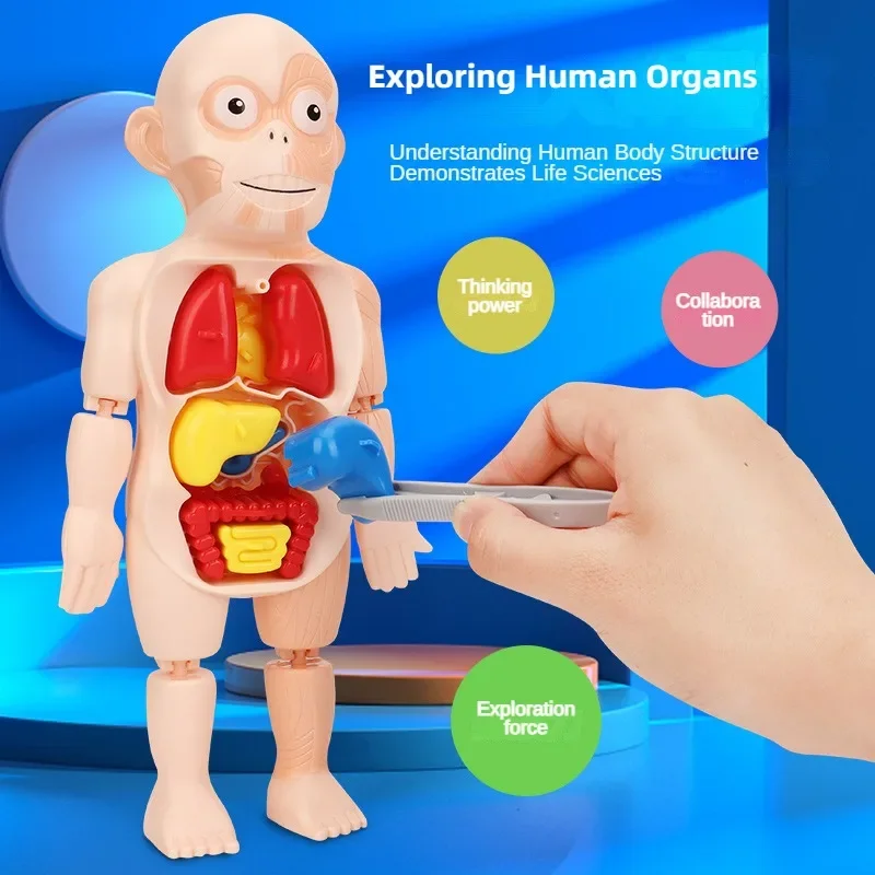 Children's Educational Human Organs Model Ornaments DIY Assembled Medical Early Education Cognitive Science Toys Jigsaw Puzzle