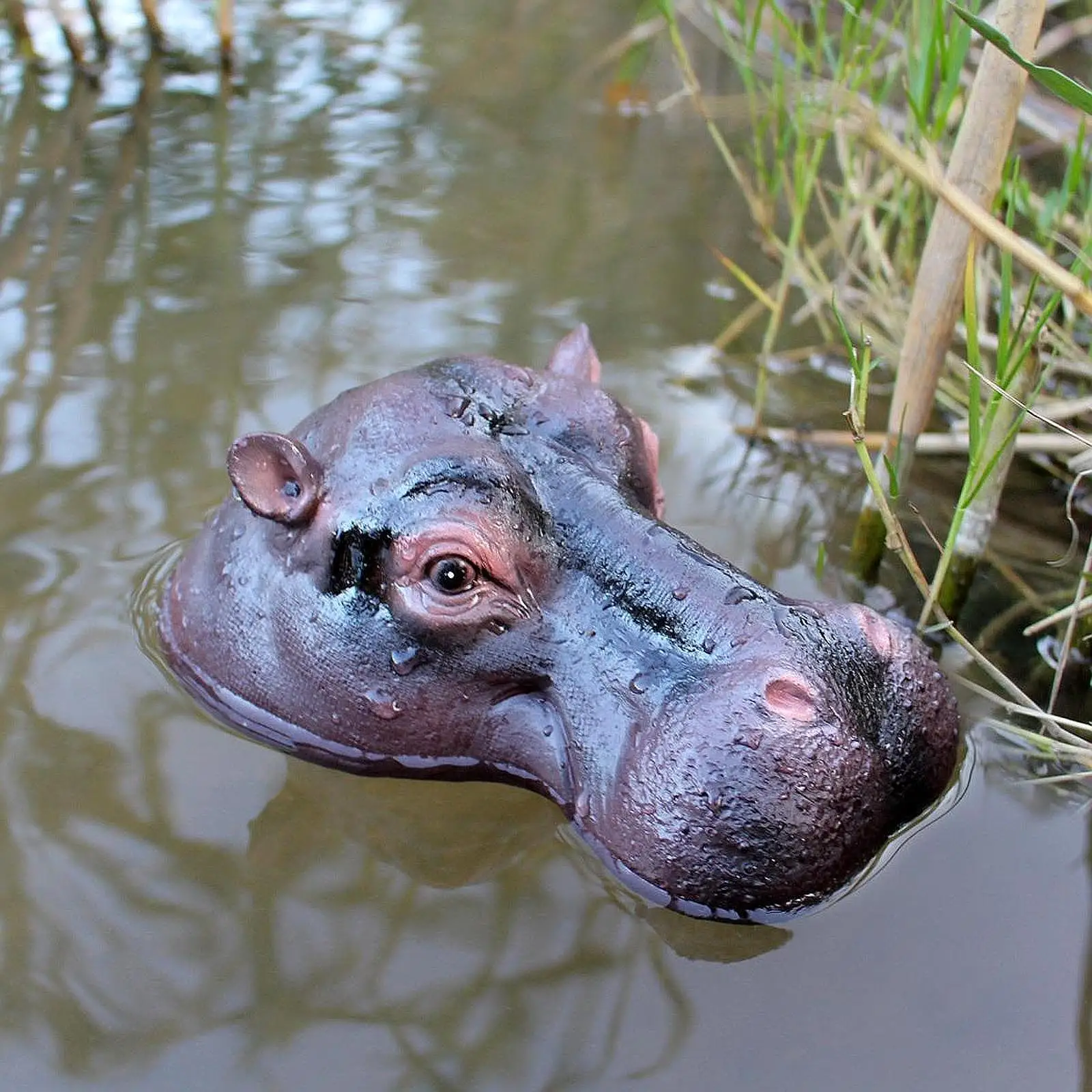 Pond Floating Animal Head Pond Ornament Realistic Decoy Sculpture Statue