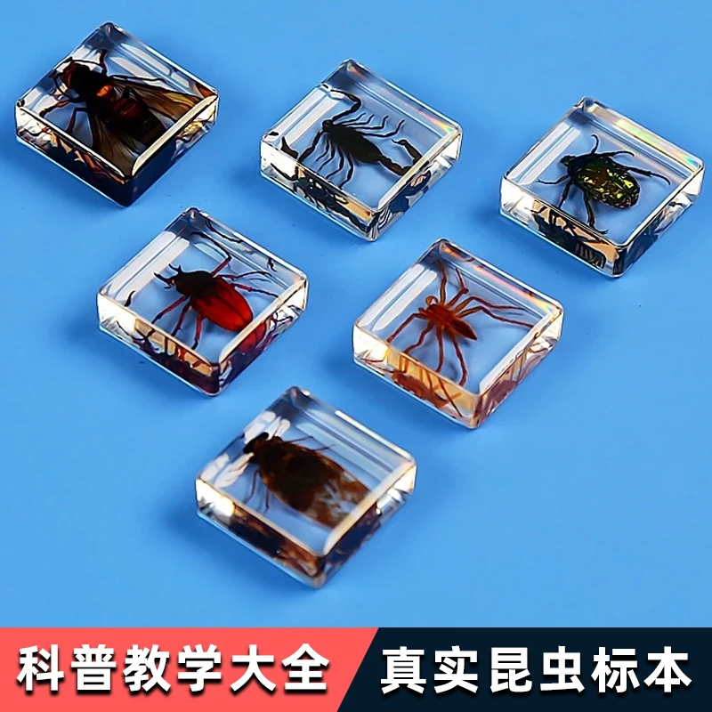 29 Kind of Real Resin Insect Specimen Centipede Spider Beetle Scorpion Biological Handmade Specimen Boy Gift Decoration