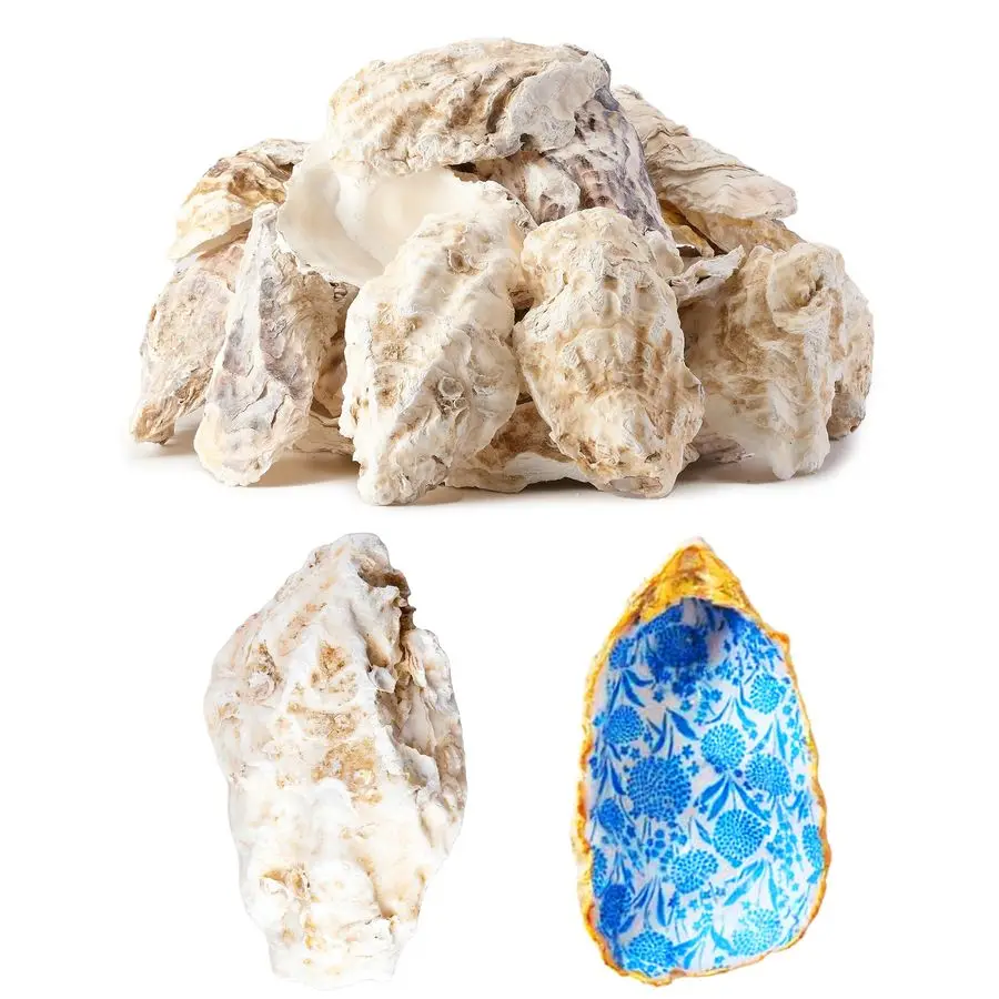 

Extra Large Oyster Shells for Crafts 56 , Oyster Shell for Crafting Seashells for CraftsPaintingWeddingChristmasBeach Theme Deco