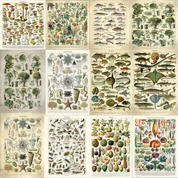 Vintage Vegetable Fruit Mushroom Plant Fish Insect Tree Poster Canvas Print Wall Art Picture Science Poster Kitchen Decoration