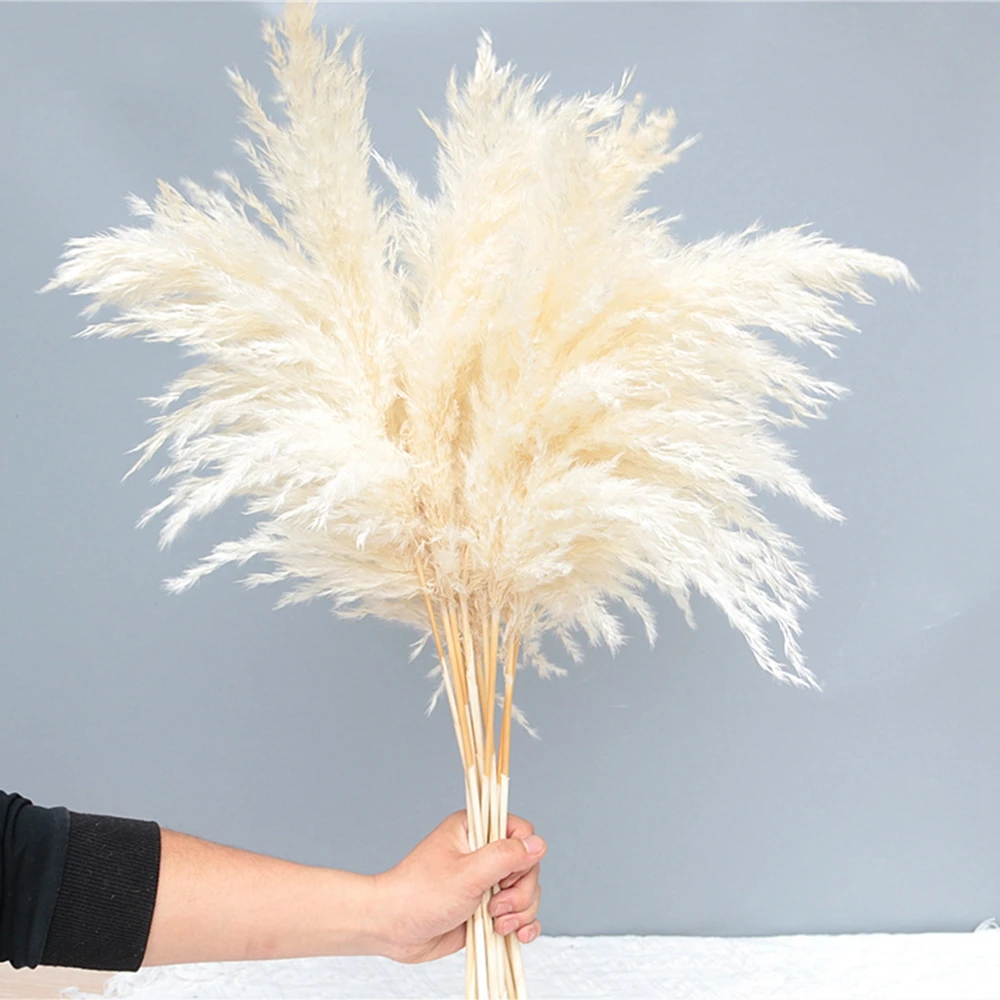 10/20 Pcs Cream Pampas Grass Decor Fluffy Dried Flowers Pampas Decoration Natural Flowers Bouquet Boho Decor Valentines Day Gif