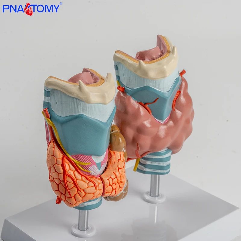 Human Pathological Thyroid Model Hyperthyroidism Hypothyroidism Endocrine System Medical Anatomy Thyroid Throat Teaching Tool