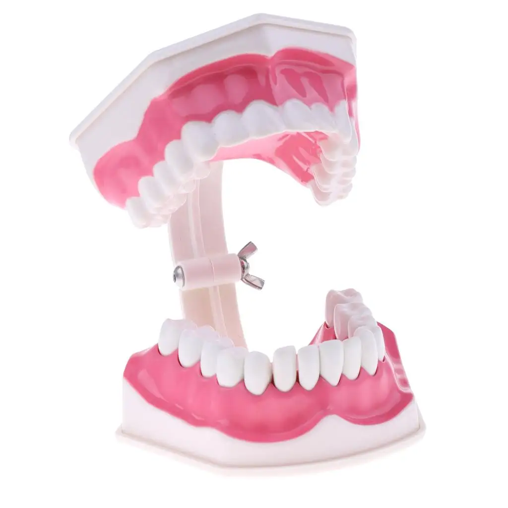 2 pezzi in materiale PVC grande modello umano con spazzolino da denti dentista aula laboratorio strumenti didattici giocattoli educativi per studenti